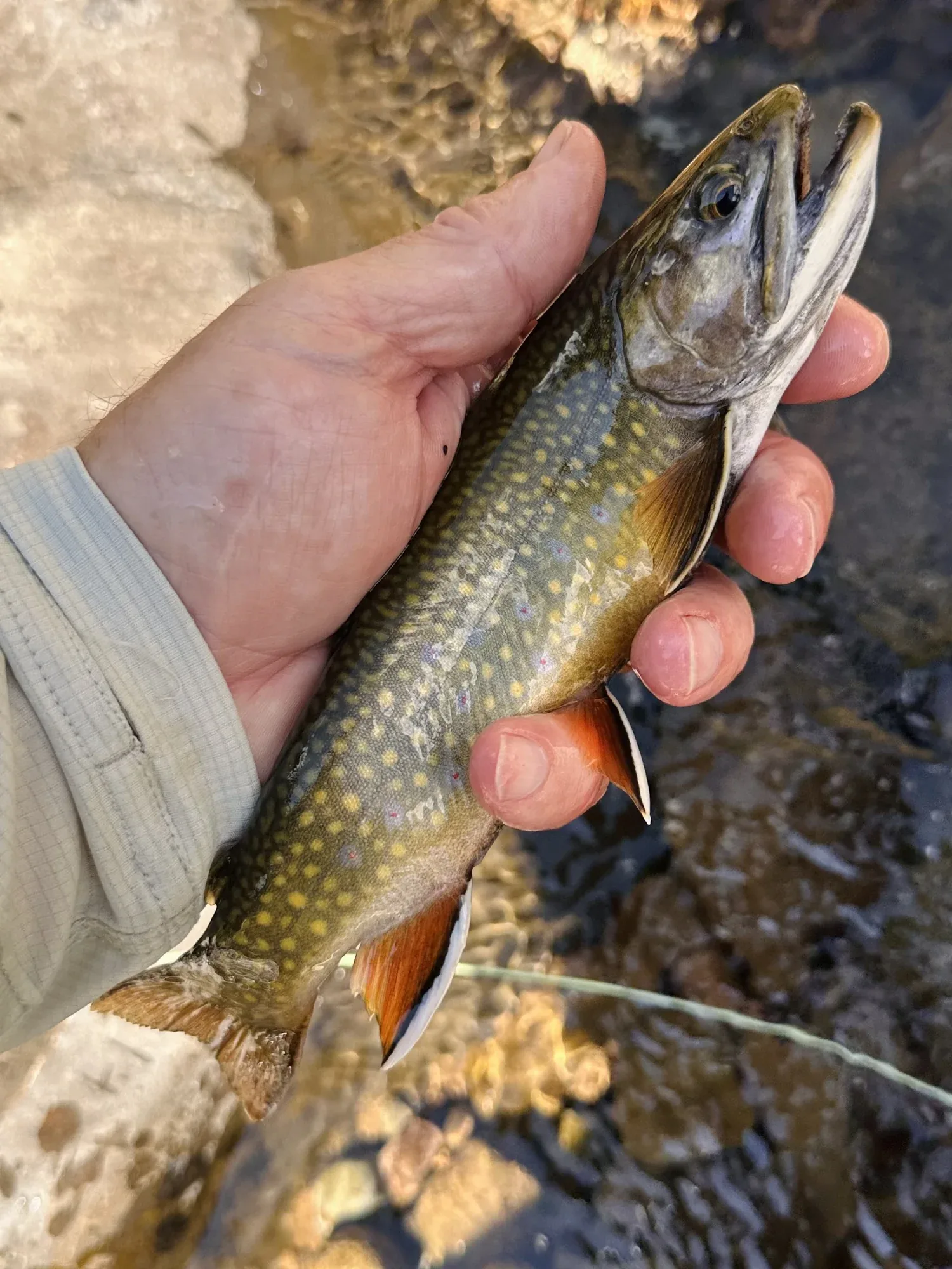 A brook trout held just above the water, olive back, yellow spots, red-and-white edged fins.