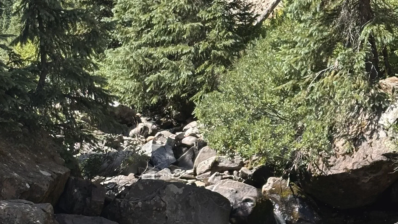 A small rocky headwater stream running through spruce below a scree face, standing burned timber on the ridge behind.