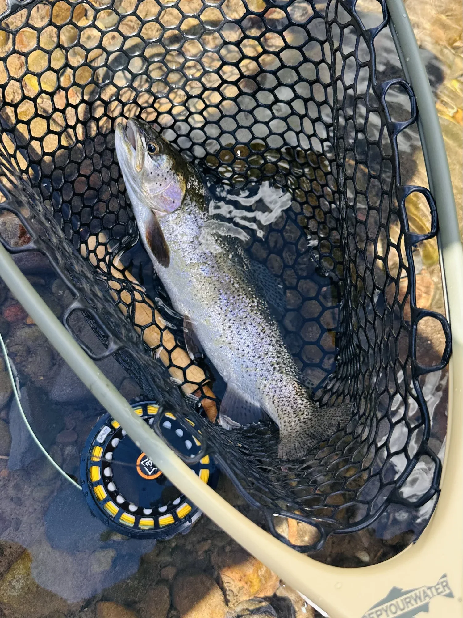A rainbow trout in a rubber net resting in shallow water beside a fly reel.